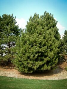 Сосна Чёрная (Pinus Nigra) купить по цене от 270.00р. в интернет-магазине «Посадика» с доставкой почтой в в Дедовске и по всей России – [изображение №1].