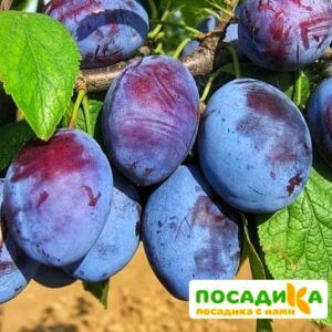 Слива Чачакская ранняя купить по цене от 229.00р. в интернет-магазине «Посадика» с доставкой почтой в в Дедовске и по всей России – [изображение №1].