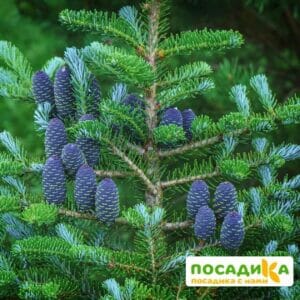 Пихта корейская (Abies koreana) купить по цене от 450.00р. в интернет-магазине «Посадика» с доставкой почтой в в Дедовске и по всей России – [изображение №1].