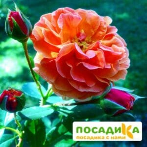 Роза Арабия купить по цене от 350.00р. в интернет-магазине «Посадика» с доставкой почтой в в Дедовске и по всей России – [изображение №1].