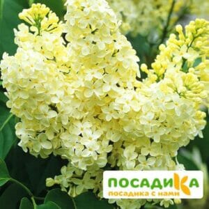 Сирень Примроуз (Primrose) купить по цене от 529.00р. в интернет-магазине «Посадика» с доставкой почтой в в Дедовске и по всей России – [изображение №1].