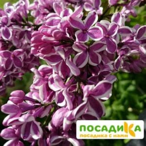 Сирень Сенсация купить по цене от 529.00р. в интернет-магазине «Посадика» с доставкой почтой в в Дедовске и по всей России – [изображение №1].