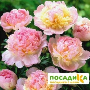 Пион Распберри Сандей (Paeonia Raspberry Sundae) купить по цене от 959р. в интернет-магазине «Посадика» с доставкой почтой в в Дедовске и по всей России – [изображение №1].