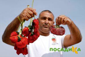 Клубника Гигант Джорнея купить по цене от 266р. в интернет-магазине «Посадика» с доставкой почтой в в Дедовске и по всей России – [изображение №1].
