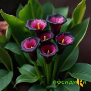Калла Аура Лейс купить по цене от 400р. в интернет-магазине «Посадика» с доставкой почтой в в Дедовске и по всей России – [изображение №1].