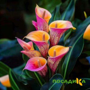 Калла Оникс купить по цене от 450р. в интернет-магазине «Посадика» с доставкой почтой в в Дедовске и по всей России – [изображение №1].