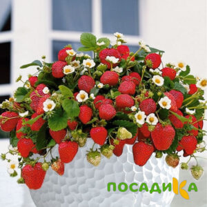 Клубника Рубиновый Шепот (горшечная) купить по цене от 240р. в интернет-магазине «Посадика» с доставкой почтой в в Дедовске и по всей России – [изображение №1].