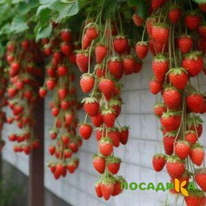 Клубника вьющаяся Комплимент купить по цене от 470р. в интернет-магазине «Посадика» с доставкой почтой в в Дедовске и по всей России – [изображение №1].