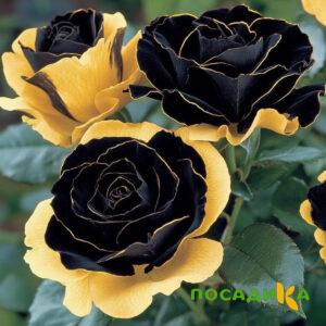 Роза Ханни Сикл купить по цене от 700р. в интернет-магазине «Посадика» с доставкой почтой в в Дедовске и по всей России – [изображение №1].