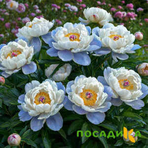 Пион акварельный Этюд купить по цене от 806р. в интернет-магазине «Посадика» с доставкой почтой в в Дедовске и по всей России – [изображение №1].