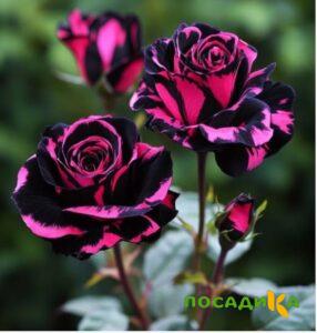 Роза Багровый Шепот купить по цене от 366р. в интернет-магазине «Посадика» с доставкой почтой в в Дедовске и по всей России – [изображение №1].