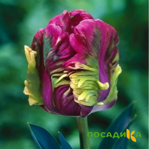 Тюльпан Экзотик Хэвен купить по цене от 186р. в интернет-магазине «Посадика» с доставкой почтой в в Дедовске и по всей России – [изображение №1].