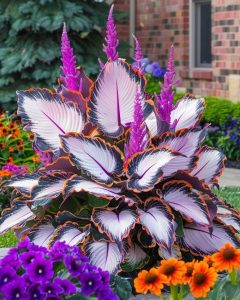 Хоста Кримэн Дрим купить по цене от 549р. в интернет-магазине «Посадика» с доставкой почтой в в Дедовске и по всей России – [изображение №1].