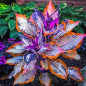 Хоста Эмеральд Тиара купить по цене от 602р. в интернет-магазине «Посадика» с доставкой почтой в в Дедовске и по всей России – [изображение №1].