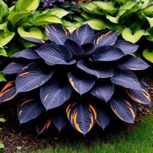 Хоста Умбра купить по цене от 349р. в интернет-магазине «Посадика» с доставкой почтой в в Дедовске и по всей России – [изображение №1].