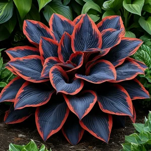 Хоста Солнечный Агат купить по цене от 440р. в интернет-магазине «Посадика» с доставкой почтой в в Дедовске и по всей России – [изображение №1].