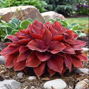 Хоста Рэд Эйнджл купить по цене от 549р. в интернет-магазине «Посадика» с доставкой почтой в в Дедовске и по всей России – [изображение №1].