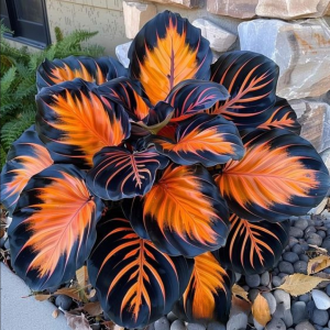 Хоста Сикрет Форест купить по цене от 601р. в интернет-магазине «Посадика» с доставкой почтой в в Дедовске и по всей России – [изображение №1].