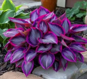 Хоста Сикрет Гарденс купить по цене от 549р. в интернет-магазине «Посадика» с доставкой почтой в в Дедовске и по всей России – [изображение №1].