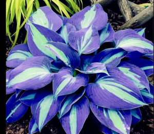 Хоста Аурелия купить по цене от 450р. в интернет-магазине «Посадика» с доставкой почтой в в Дедовске и по всей России – [изображение №1].